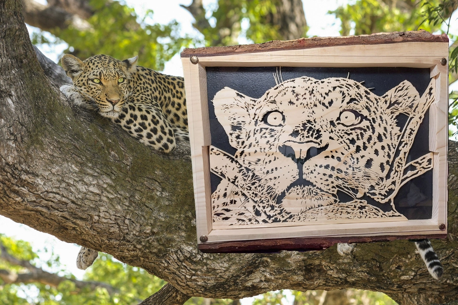 Leopard Night Vision Example Chantournage avancé